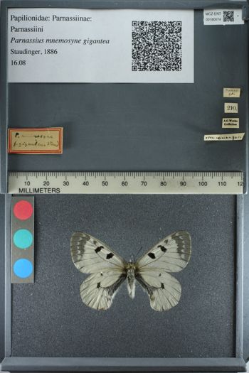 Media type: image;   Entomology 180074